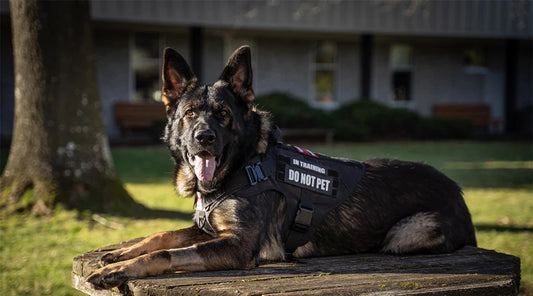 Military Style Dog Harness